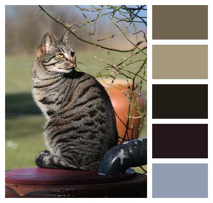 Striped Cat Cat Pet Image